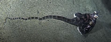 mimic octopus stingray|Mimic Octopus .